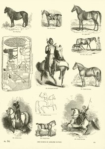 Página del Museo Pictórico de la Naturaleza Animada