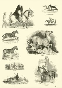 Página del Museo Pictórico de la Naturaleza Animada de English School