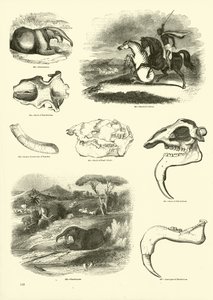 Página del Museo Pictórico de la Naturaleza Animada de English School