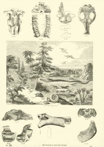 Página del Museo Pictórico de la Naturaleza Animada