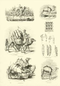 Página del Museo Pictórico de la Naturaleza Animada