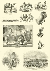 Página del Museo Pictórico de la Naturaleza Animada