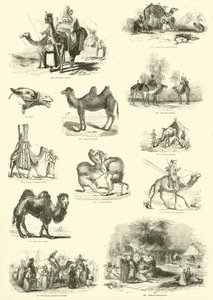 Página del Museo Pictórico de la Naturaleza Animada de English School