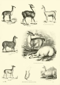 Página del Museo Pictórico de la Naturaleza Animada