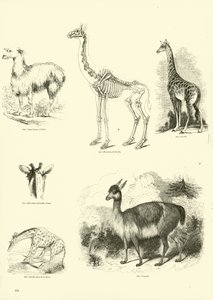 Página del Museo Pictórico de la Naturaleza Animada de English School