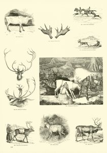 Página del Museo Pictórico de la Naturaleza Animada