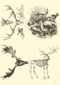 Página del Museo Pictórico de la Naturaleza Animada de English School