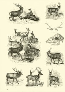 Página del Museo Pictórico de la Naturaleza Animada