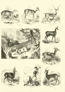 Página del Museo Pictórico de la Naturaleza Animada de English School