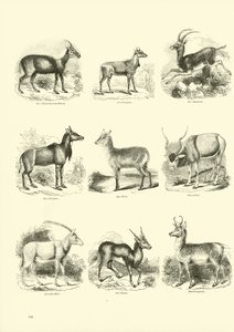 Página del Museo Pictórico de la Naturaleza Animada