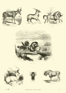 Página del Museo Pictórico de la Naturaleza Animada de English School