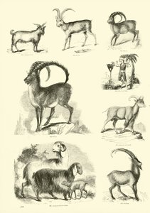 Página del Museo Pictórico de la Naturaleza Animada de English School