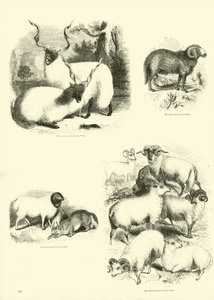 Página del Museo Pictórico de la Naturaleza Animada