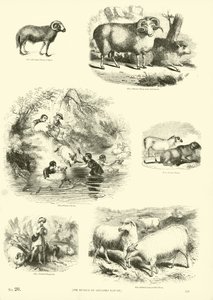 Página del Museo Pictórico de la Naturaleza Animada de English School
