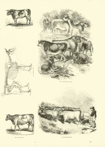 Página del Museo Pictórico de la Naturaleza Animada