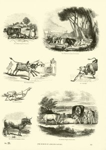 Página del Museo Pictórico de la Naturaleza Animada de English School