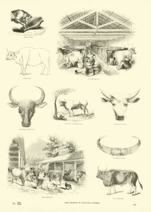 Página del Museo Pictórico de la Naturaleza Animada