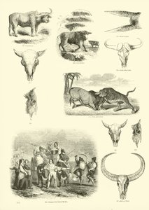 Página del Museo Pictórico de la Naturaleza Animada