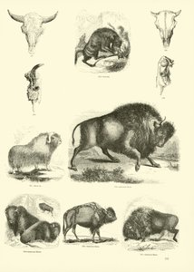Página del Museo Pictórico de la Naturaleza Animada