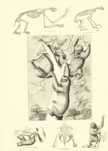 Página del Museo Pictórico de la Naturaleza Animada