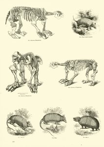 Página del Museo Pictórico de la Naturaleza Animada