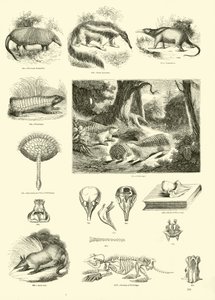 Página del Museo Pictórico de la Naturaleza Animada de English School