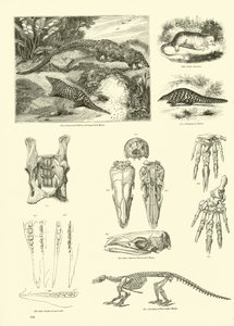 Página del Museo Pictórico de la Naturaleza Animada de English School
