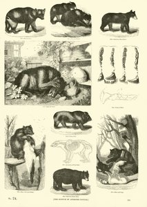 Página del Museo Pictórico de la Naturaleza Animada de English School