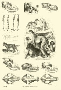 Página del Museo Pictórico de la Naturaleza Animada de English School