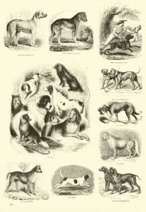 Página del Museo Pictórico de la Naturaleza Animada
