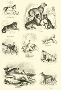 Página del Museo Pictórico de la Naturaleza Animada