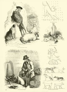 Página del Museo Pictórico de la Naturaleza Animada