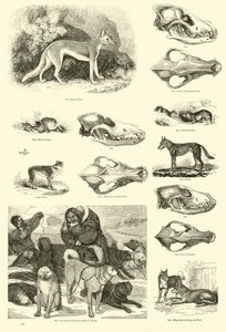 Página del Museo Pictórico de la Naturaleza Animada