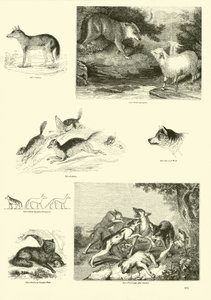 Página del Museo Pictórico de la Naturaleza Animada