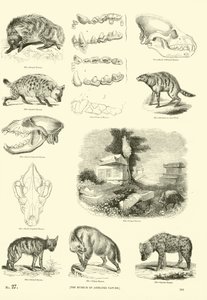 Página del Museo Pictórico de la Naturaleza Animada