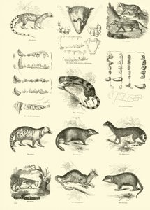 Página del Museo Pictórico de la Naturaleza Animada de English School