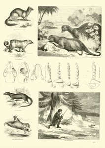 Página del Museo Pictórico de la Naturaleza Animada