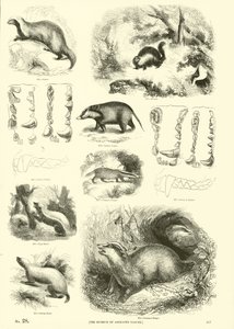 Página del Museo Pictórico de la Naturaleza Animada de English School
