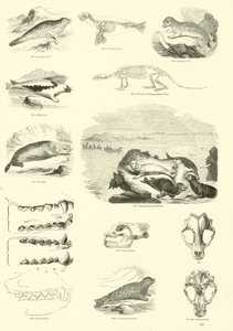 Página del Museo Pictórico de la Naturaleza Animada