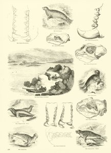 Página del Museo Pictórico de la Naturaleza Animada