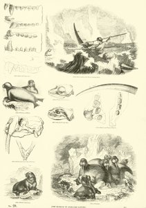 Página del Museo Pictórico de la Naturaleza Animada de English School