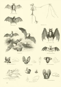 Página del Museo Pictórico de la Naturaleza Animada