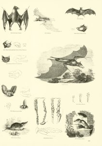 Página del Museo Pictórico de la Naturaleza Animada