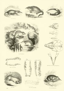 Página del Museo Pictórico de la Naturaleza Animada de English School