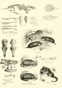Página del Museo Pictórico de la Naturaleza Animada