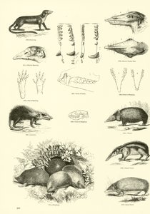 Página del Museo Pictórico de la Naturaleza Animada de English School