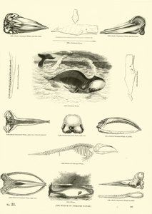 Página del Museo Pictórico de la Naturaleza Animada de English School