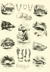 Página del Museo Pictórico de la Naturaleza Animada