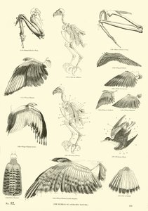 Página del Museo Pictórico de la Naturaleza Animada de English School
