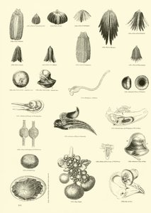 Página del Museo Pictórico de la Naturaleza Animada de English School